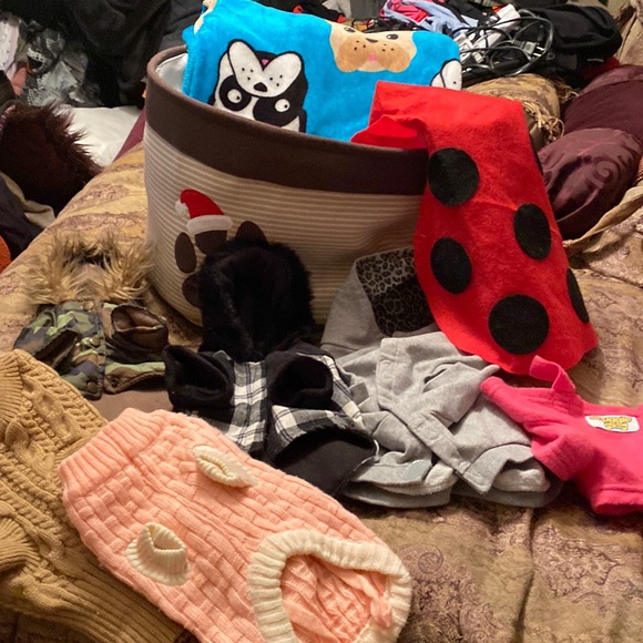 Pet bundle small dog clothing and lady bug costume